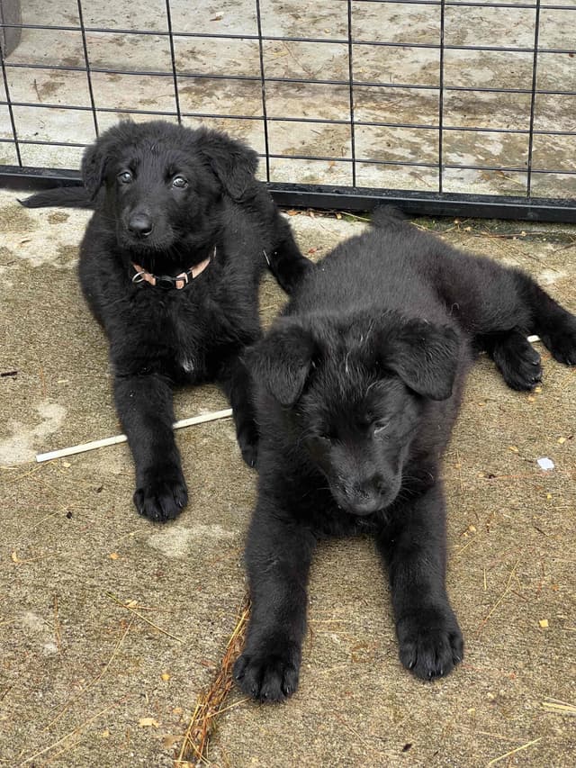 German Shepherd Dog Puppies media 6