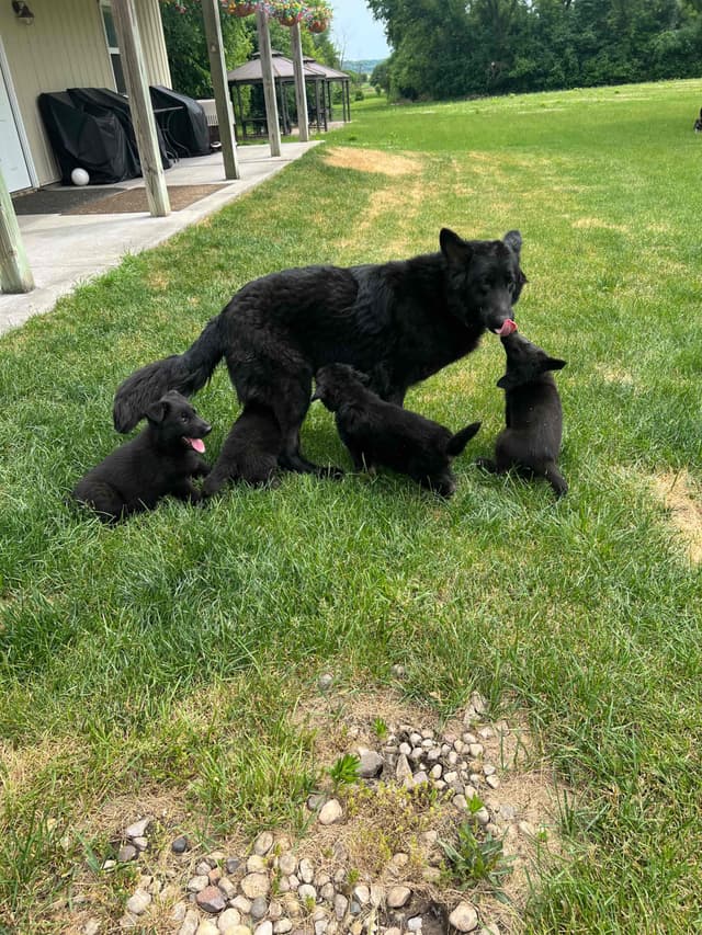 German Shepherd Dog Puppies media 5