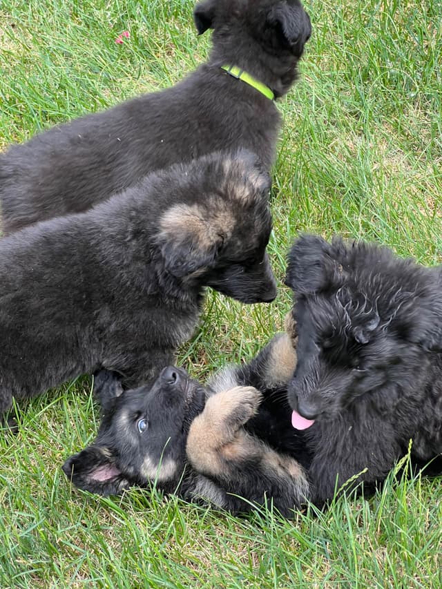 German Shepherd Dog Puppies media 7