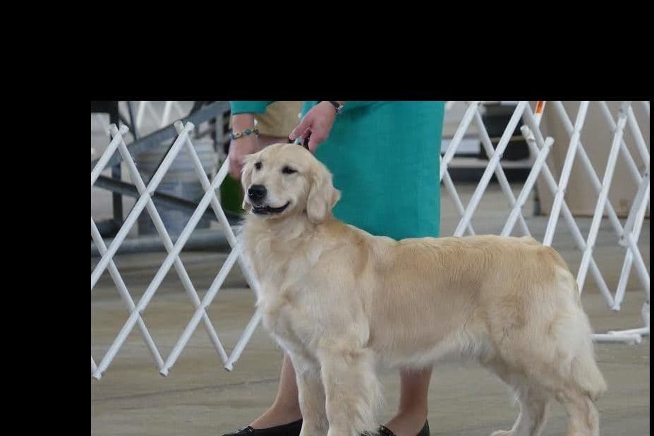 Golden Retriever Puppies breeder image 1