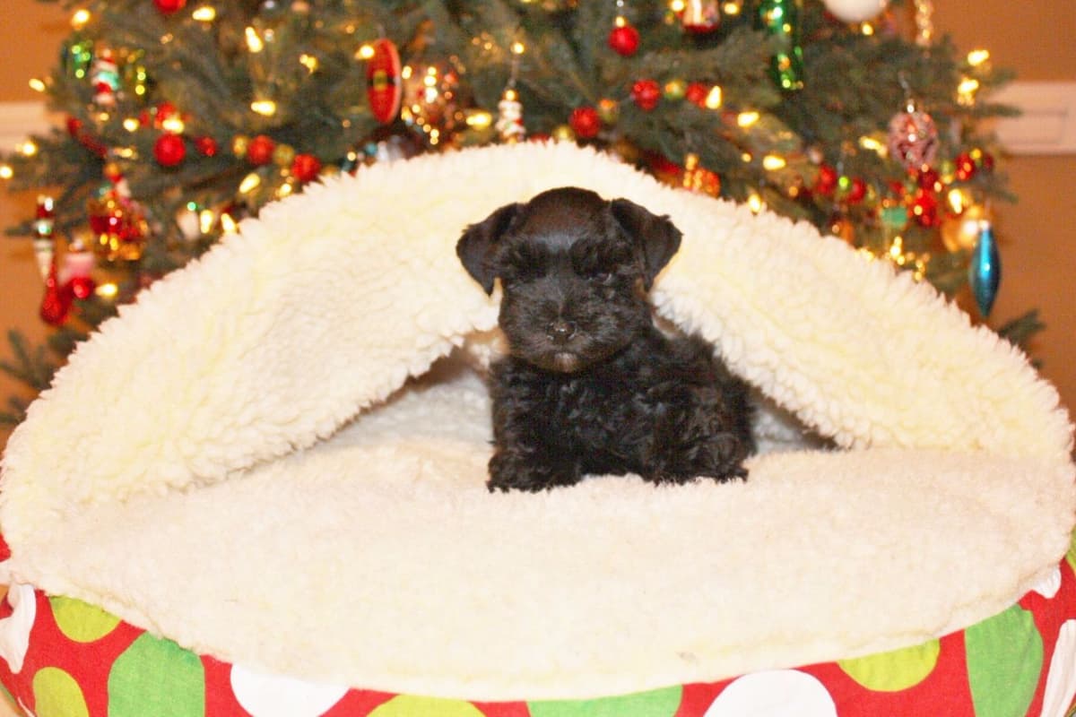 Miniature Schnauzer Puppies breeder image 6
