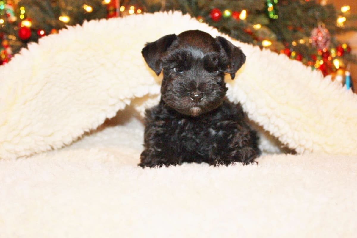 Miniature Schnauzer Puppies breeder image 5