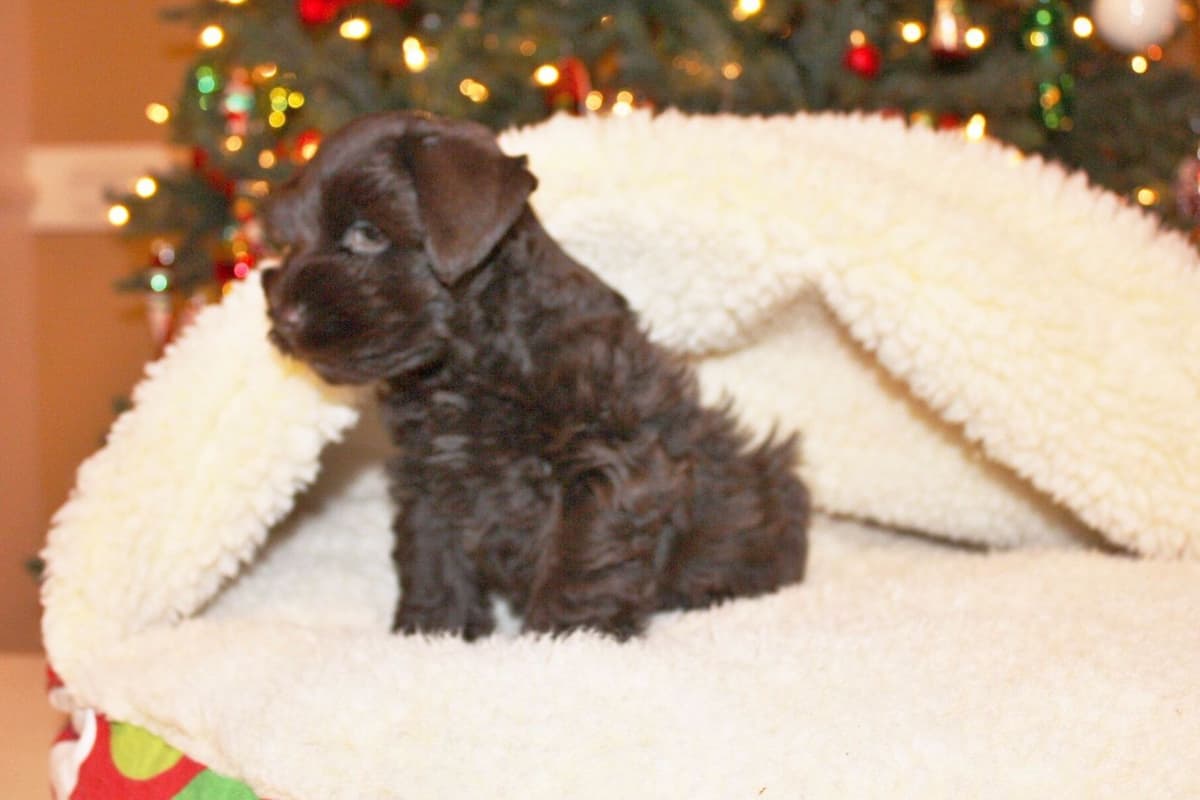 Miniature Schnauzer Puppies breeder image 3