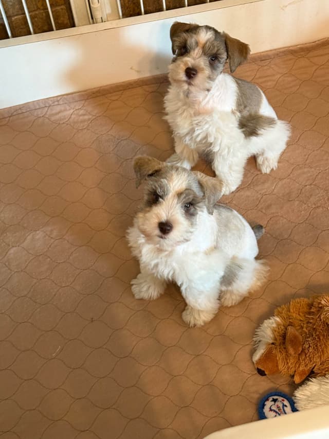 Miniature Schnauzer Puppies media 2