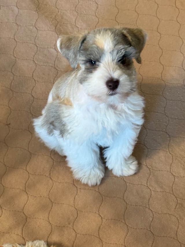 Miniature Schnauzer Puppies media 4