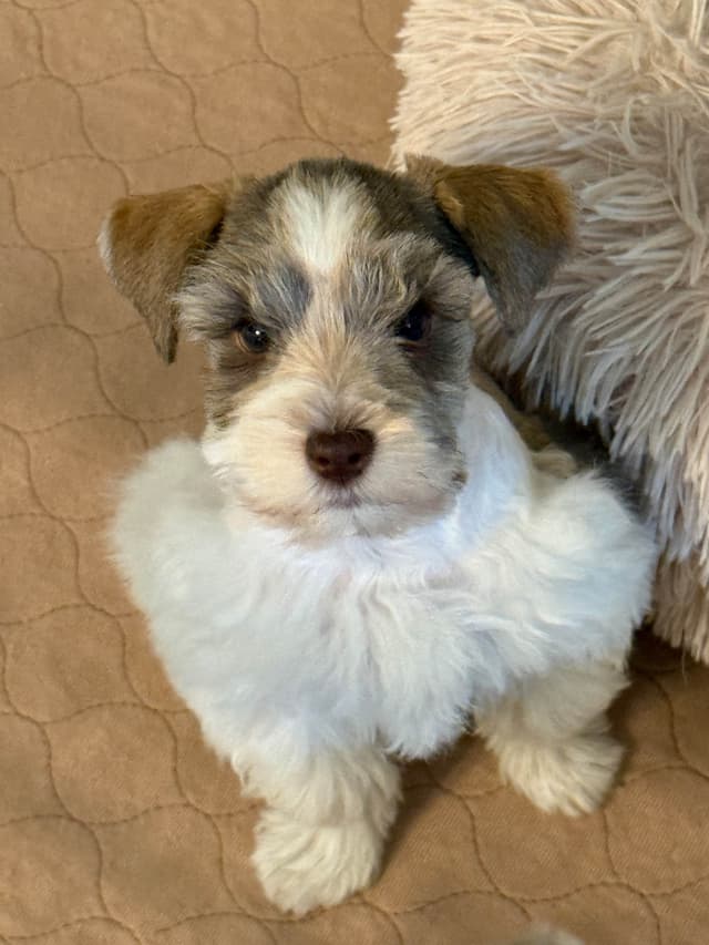 Miniature Schnauzer Puppies media 5