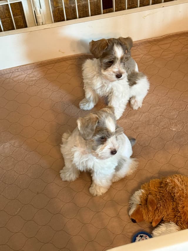 Miniature Schnauzer Puppies media 7