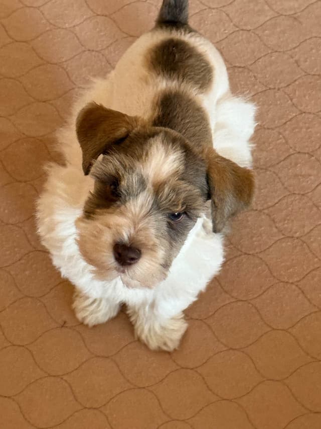 Miniature Schnauzer Puppies media 8