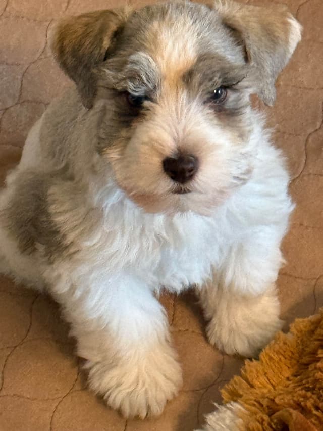 Miniature Schnauzer Puppies media 9
