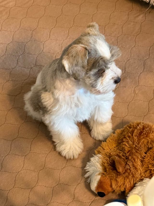 Miniature Schnauzer Puppies media 10
