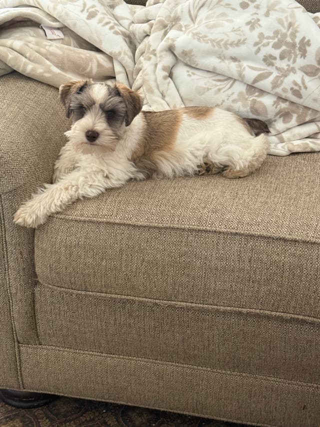 Miniature Schnauzer Puppies media 12