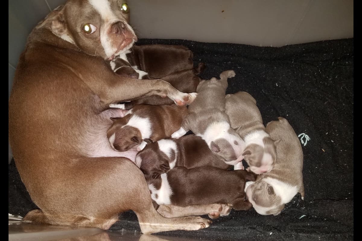 Boston Terrier Puppies breeder image 1
