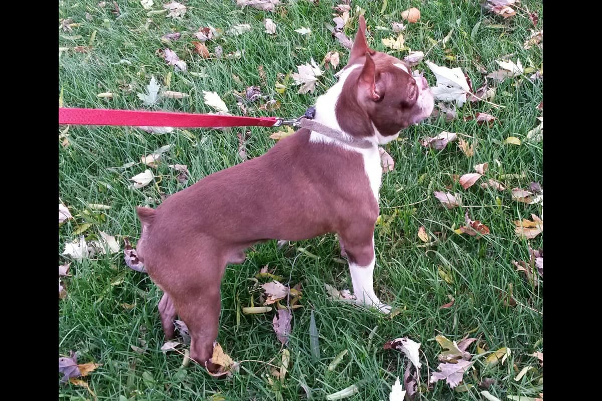 Boston Terrier Puppies breeder image 2