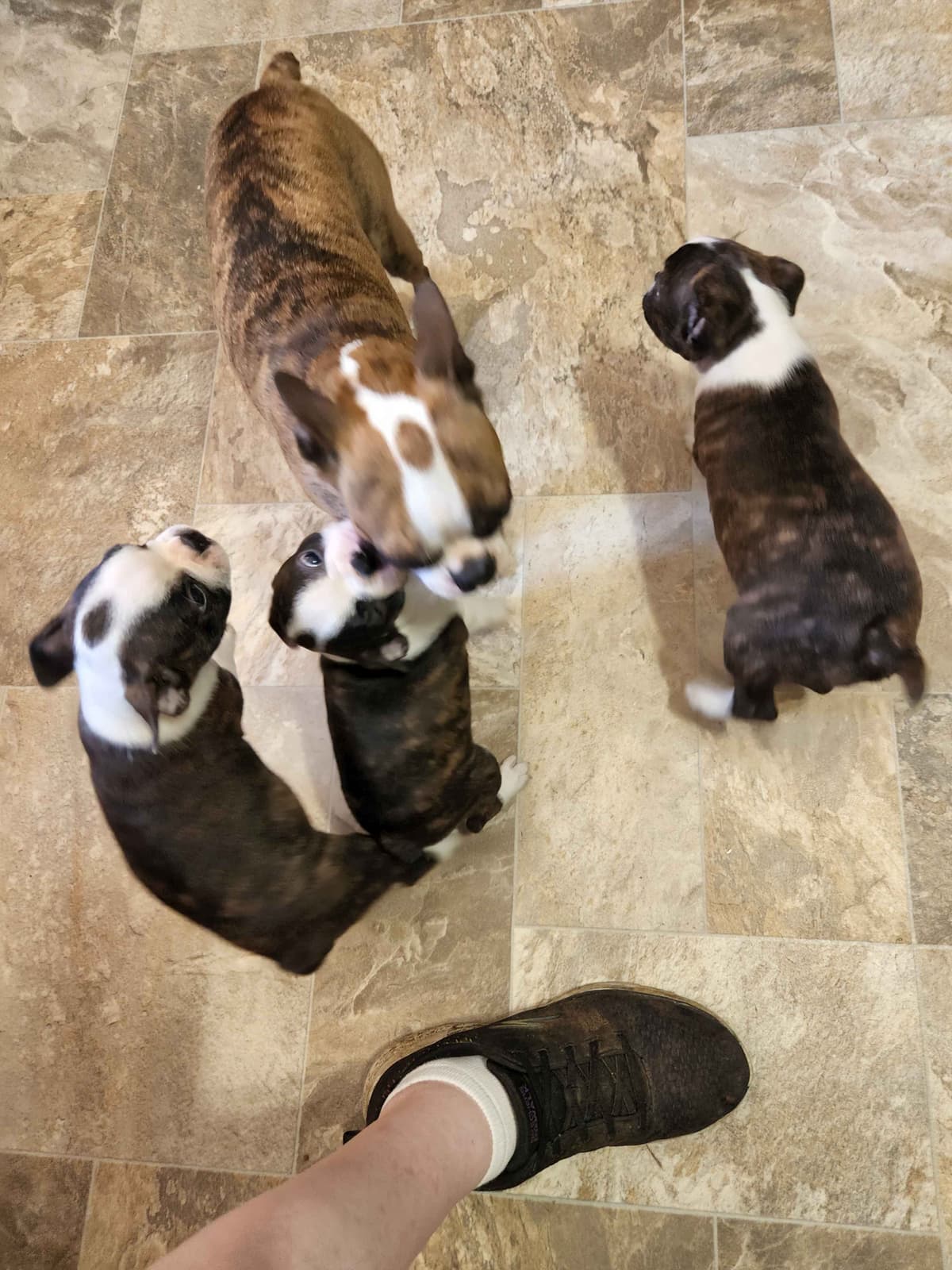 Boston Terrier Puppies breeder image 3