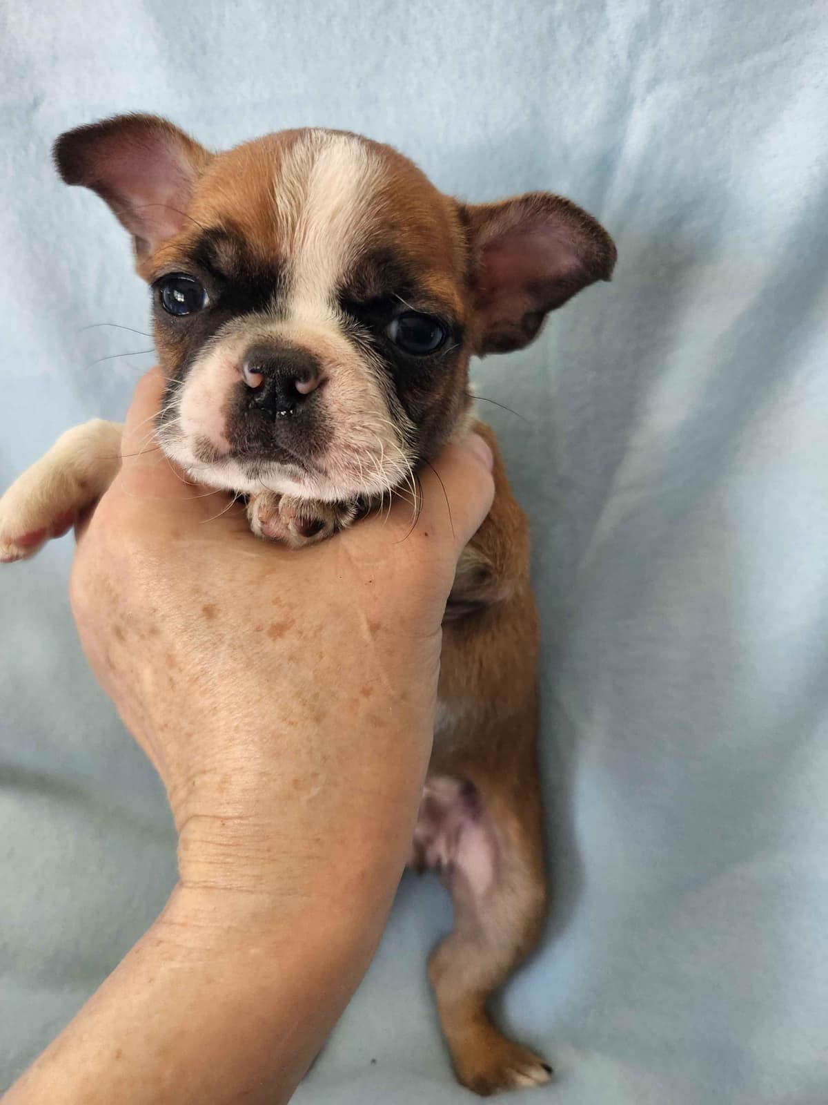 Boston Terrier Puppies breeder image 4