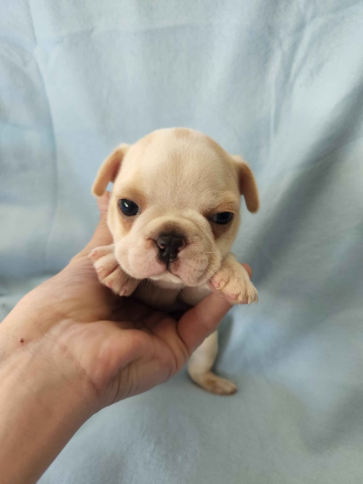 Boston Terrier Puppies breeder image 5