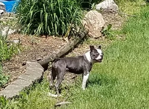 Boston Terrier Puppies breeder image 6