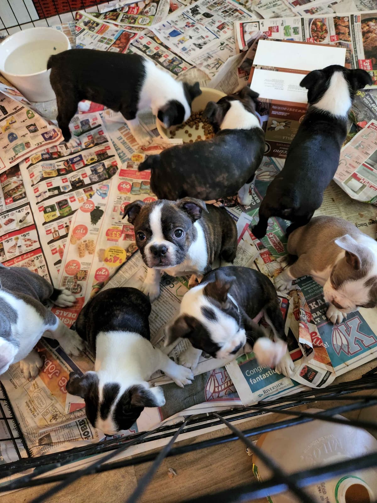 Boston Terrier Puppies breeder image 7