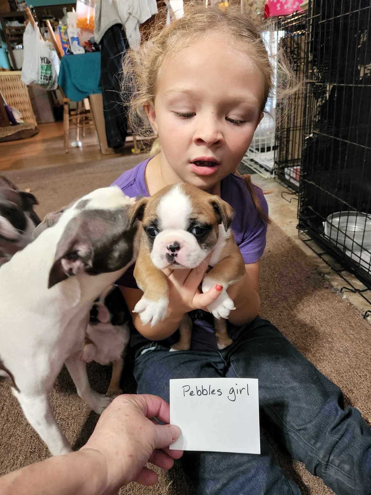 Boston Terrier Puppies breeder image 10