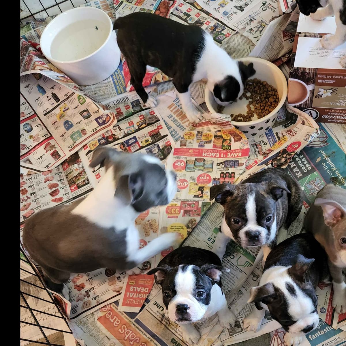 Boston Terrier Puppies breeder image 8
