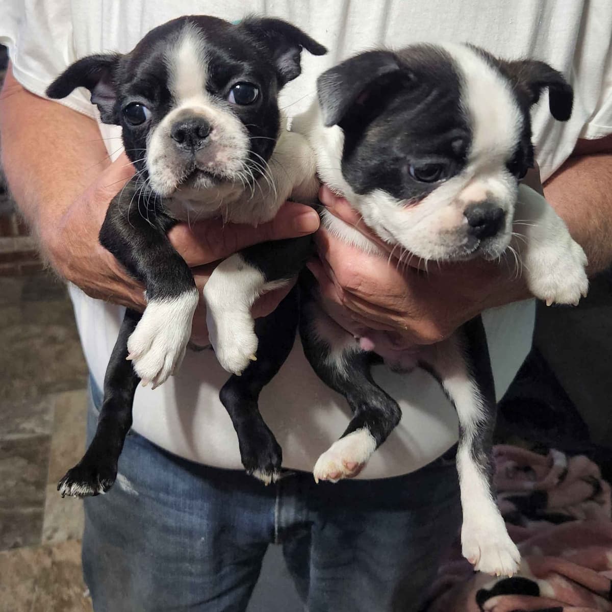 Boston Terrier Puppies breeder image 9