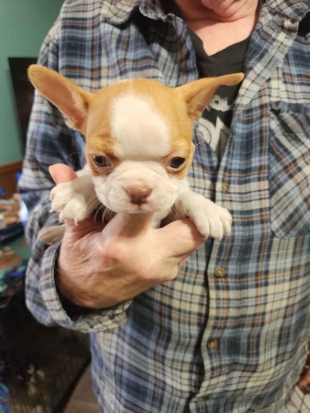 Boston Terrier Puppies media 2