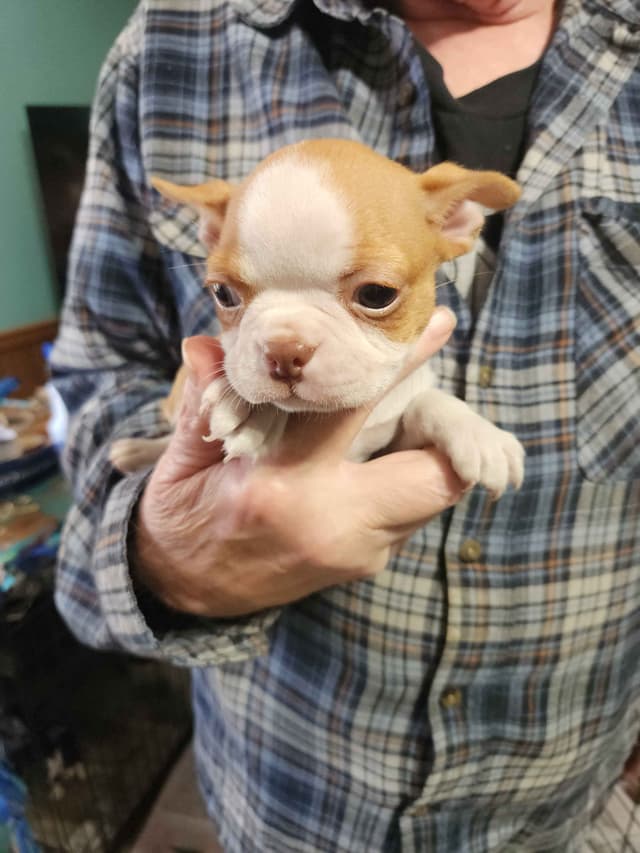 Boston Terrier Puppies media 3