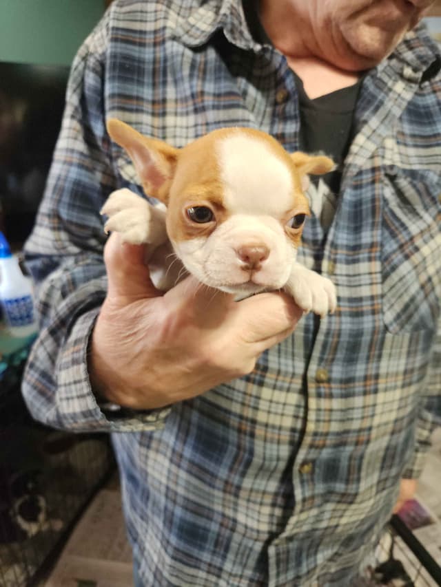 Boston Terrier Puppies media 4