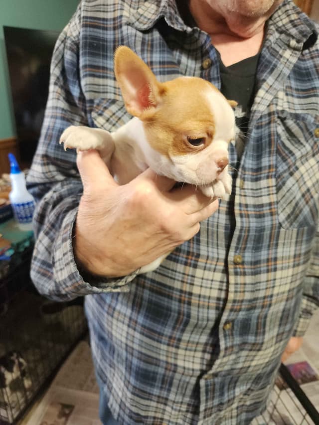 Boston Terrier Puppies media 5