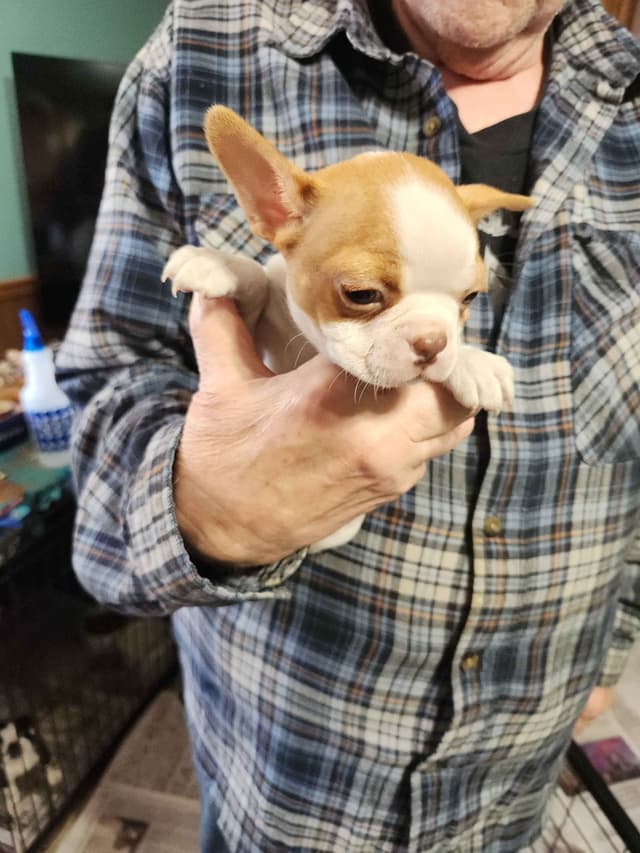 Boston Terrier Puppies media 6