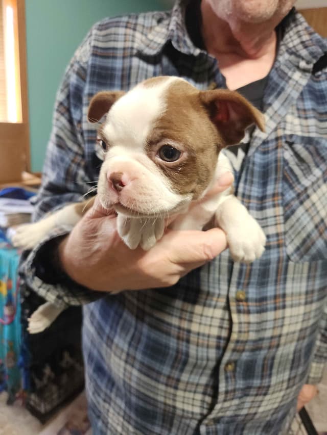 Boston Terrier Puppies media 2