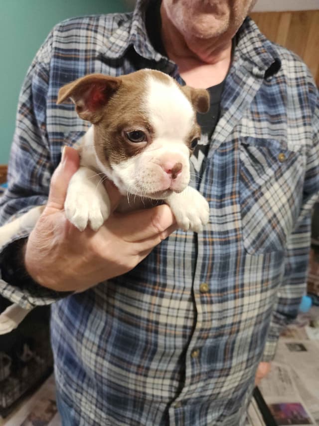 Boston Terrier Puppies media 3