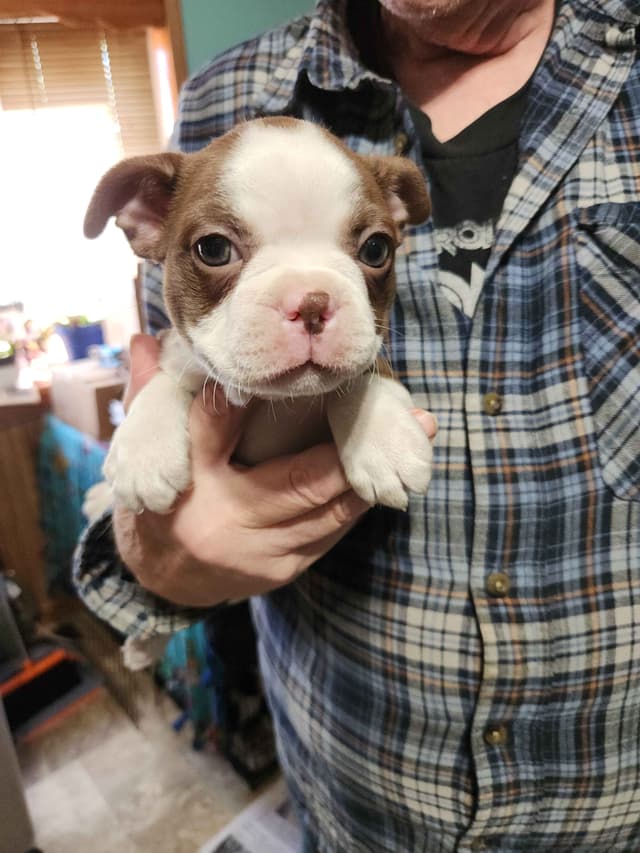 Boston Terrier Puppies media 4