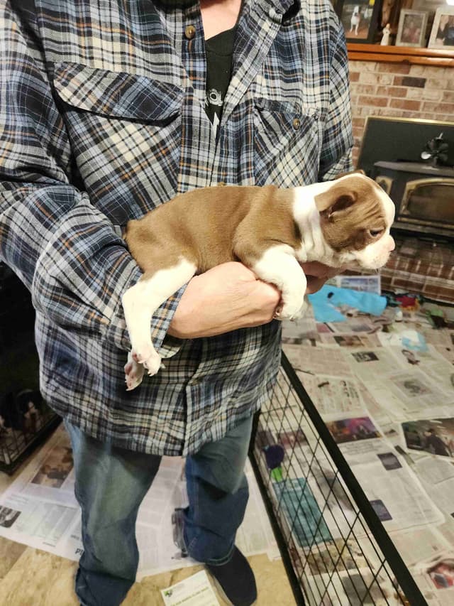 Boston Terrier Puppies media 5