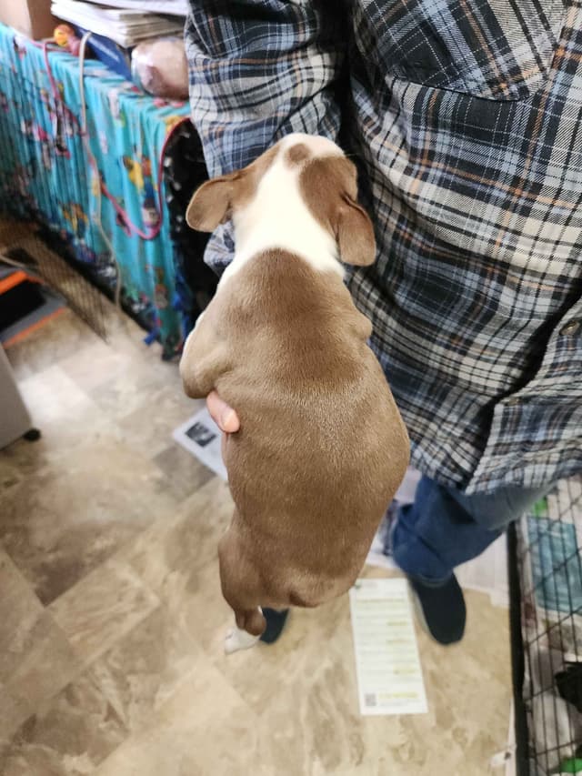 Boston Terrier Puppies media 7