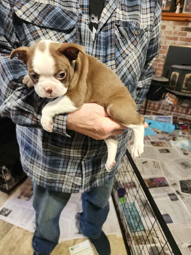 Boston Terrier Puppies media 6