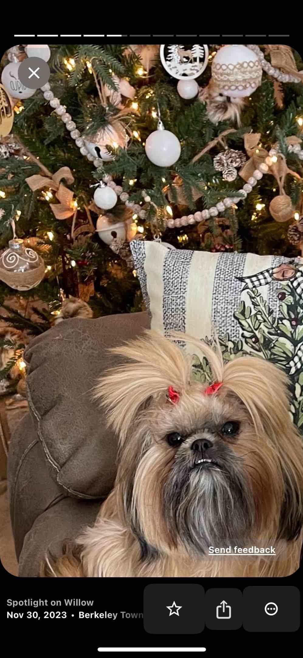 Shih Tzu Puppies breeder image 3