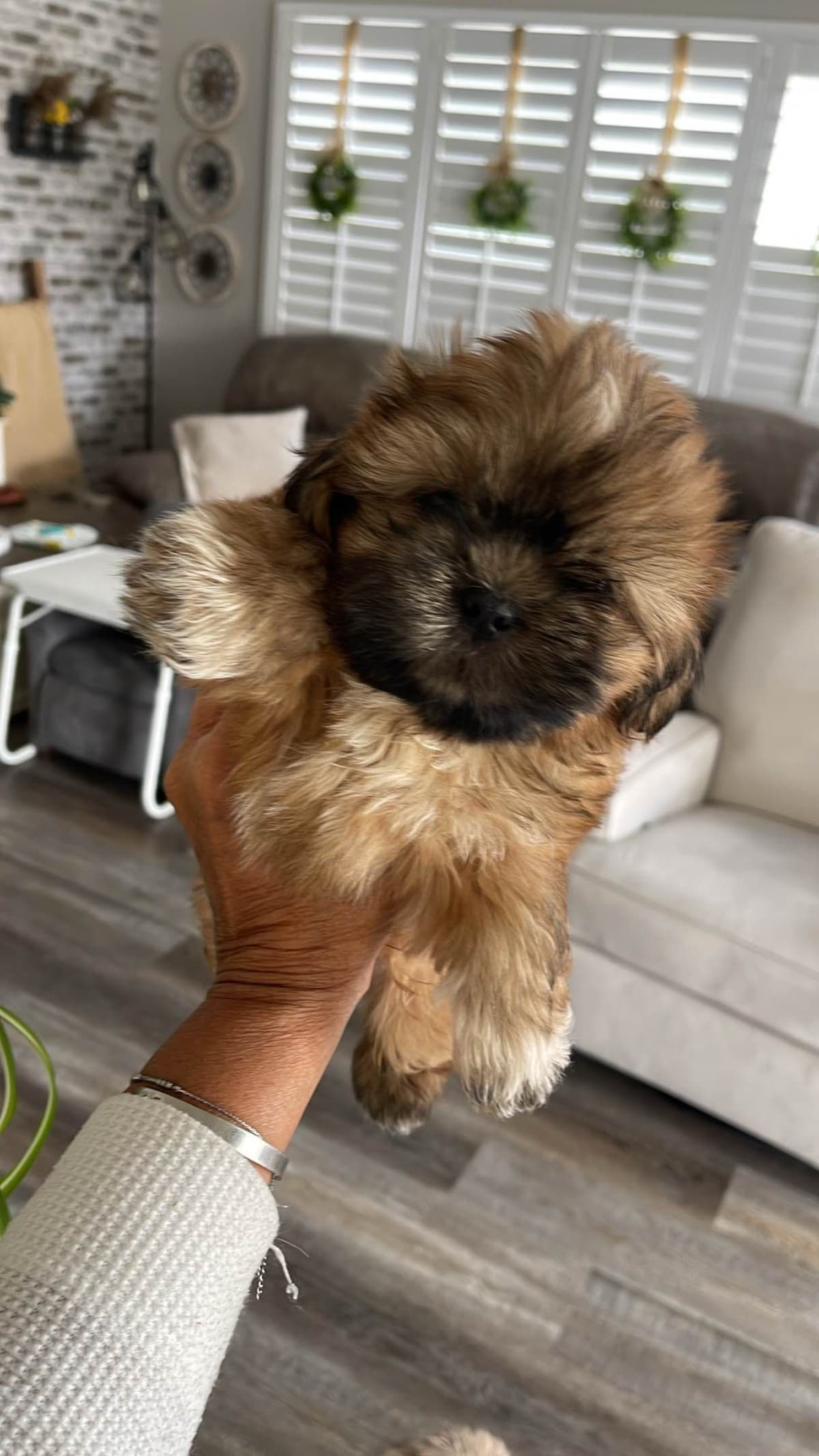 Shih Tzu Puppies breeder image 4