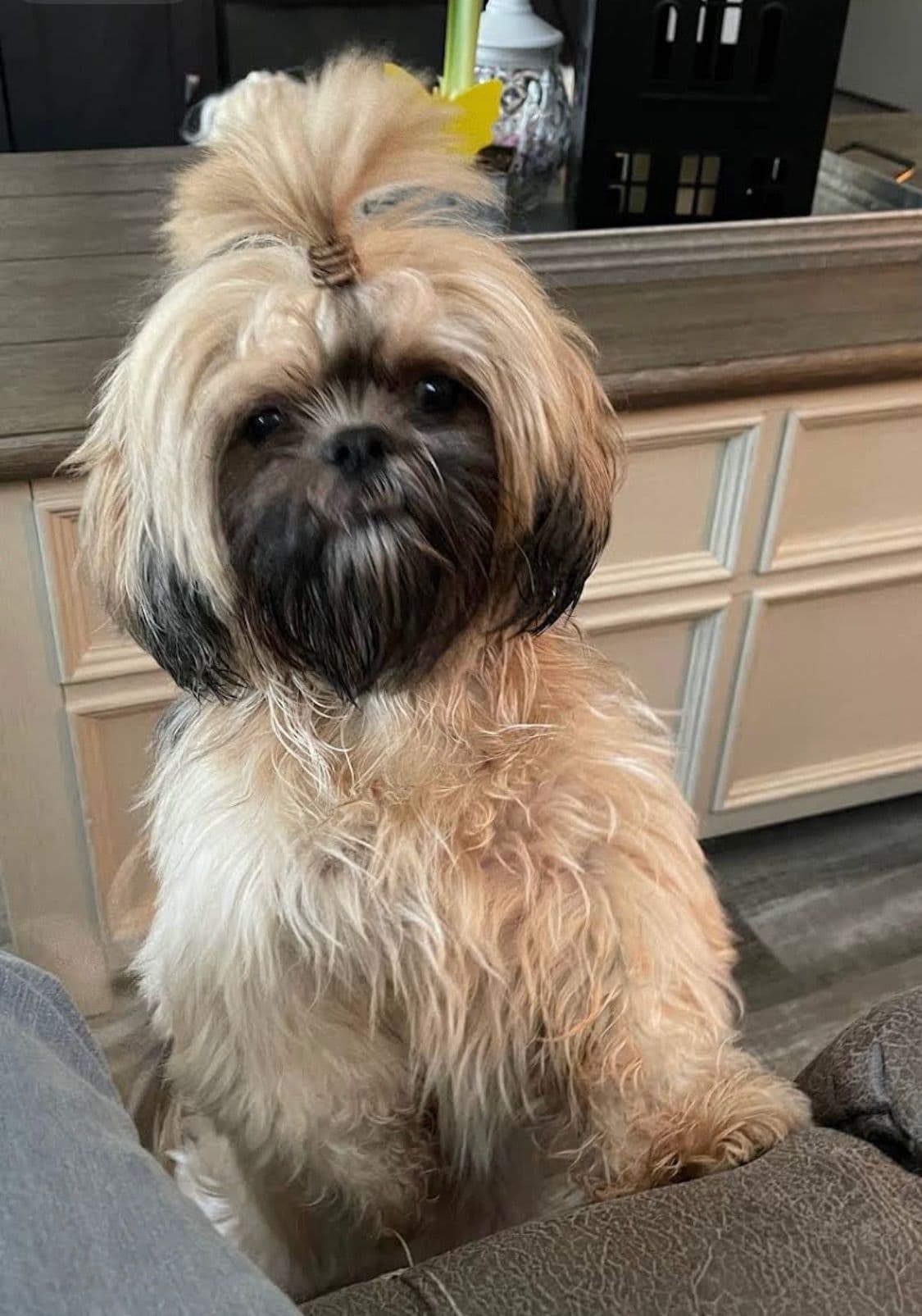 Shih Tzu Puppies breeder image 5