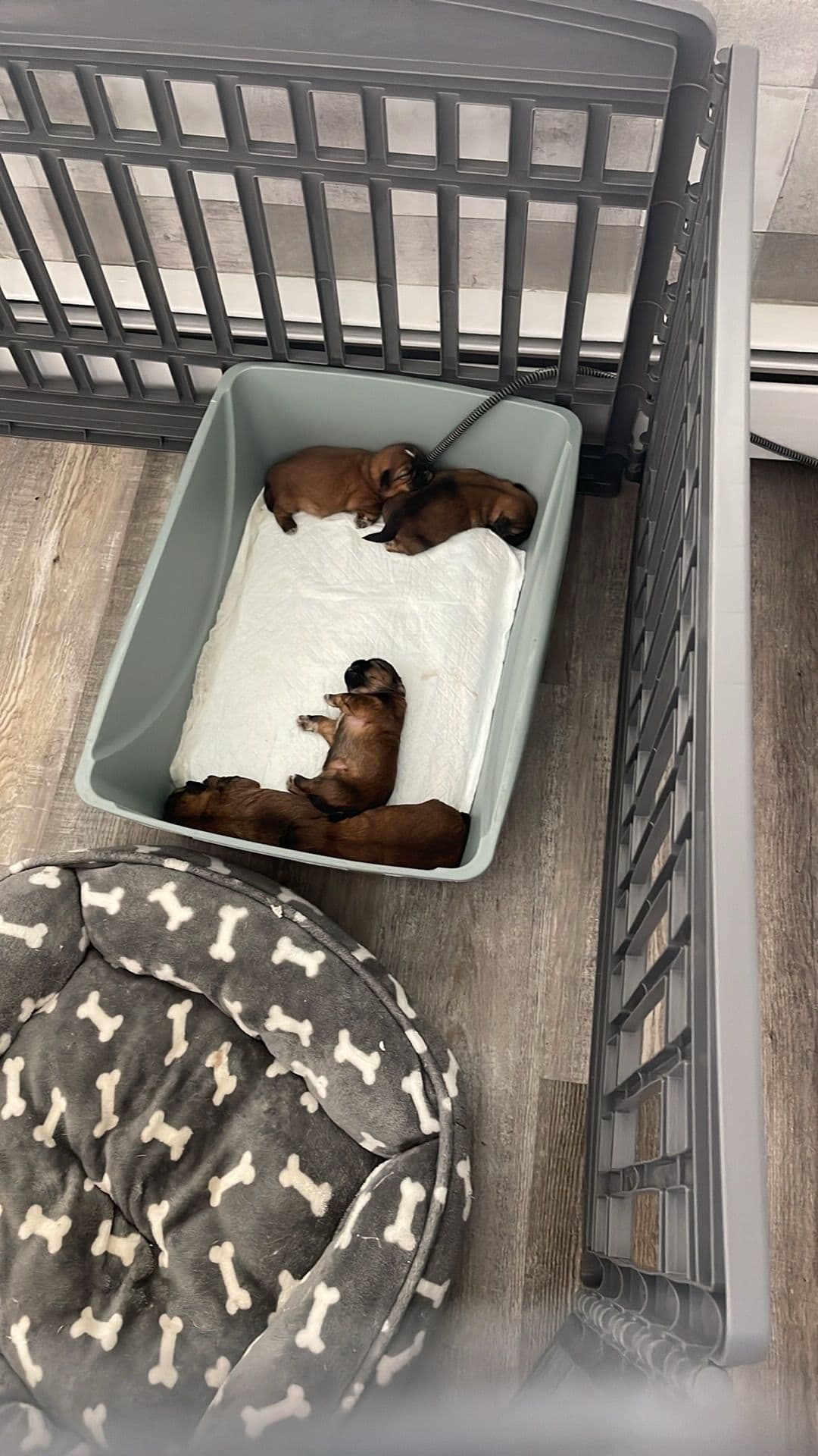 Shih Tzu Puppies breeder image 6