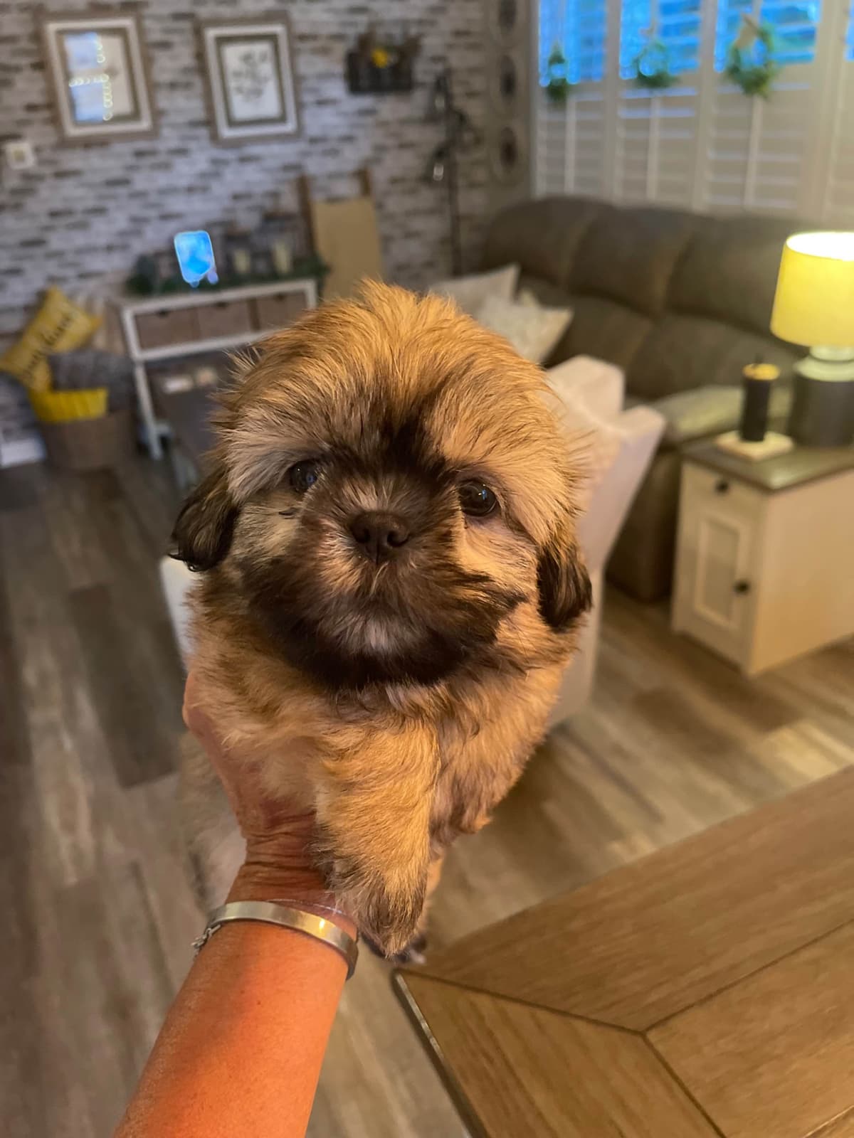 Shih Tzu Puppies breeder image 7