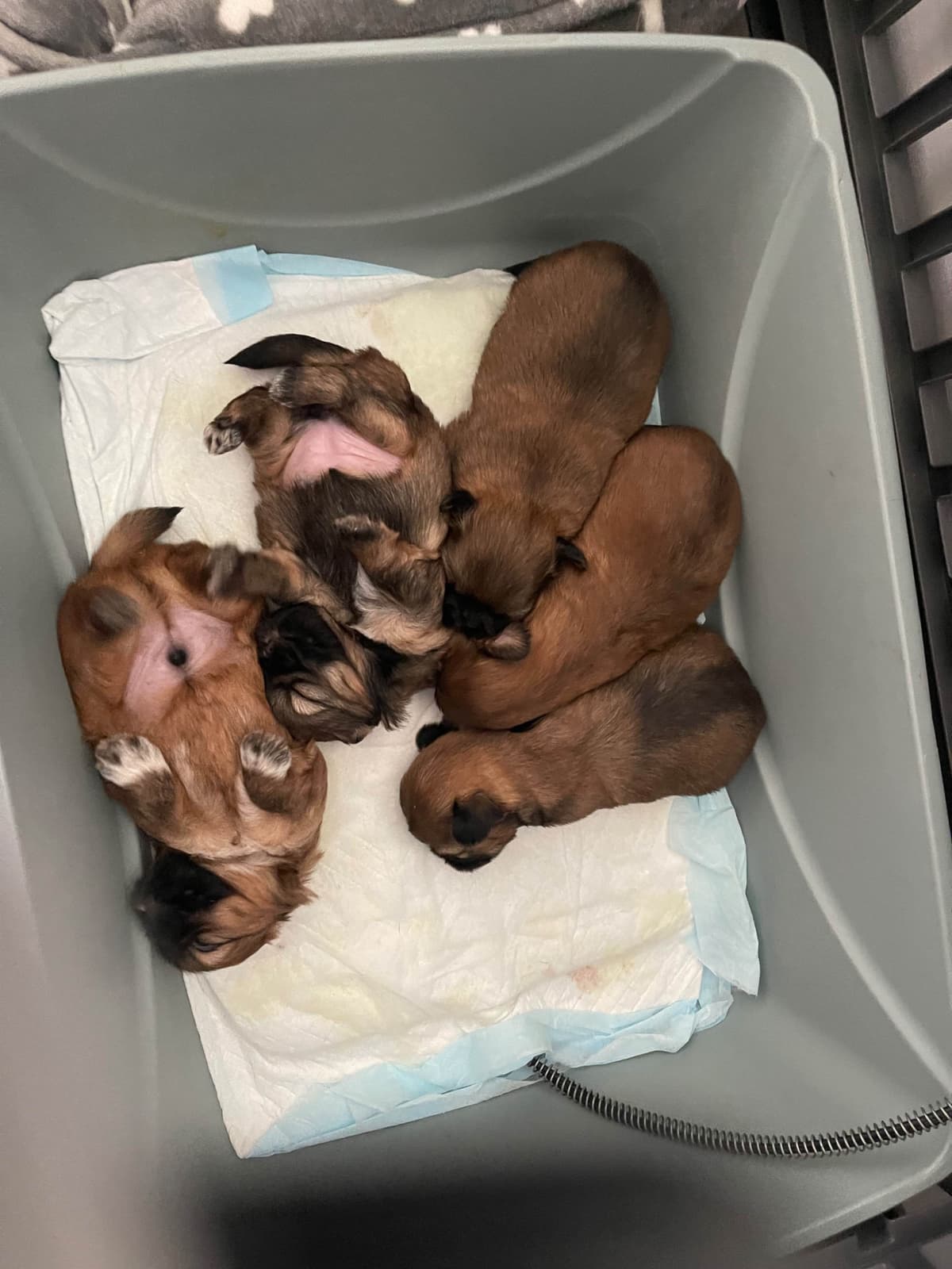 Shih Tzu Puppies breeder image 9