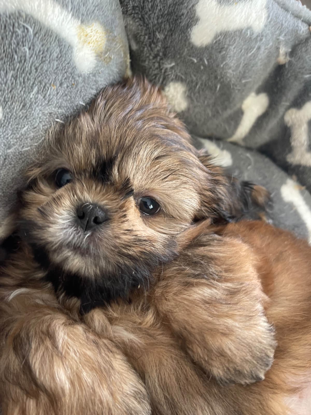 Shih Tzu Puppies breeder image 8