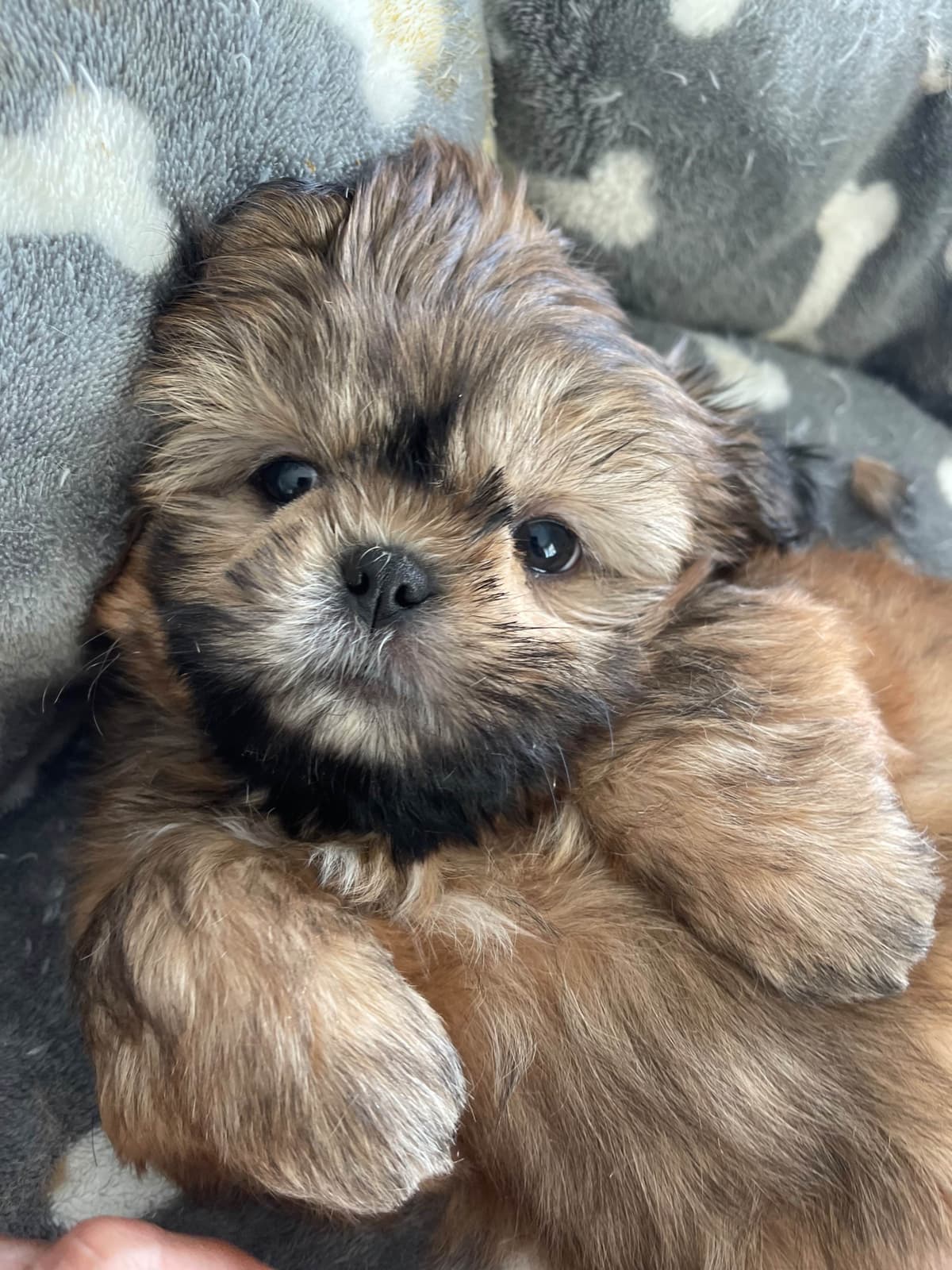 Shih Tzu Puppies breeder image 10