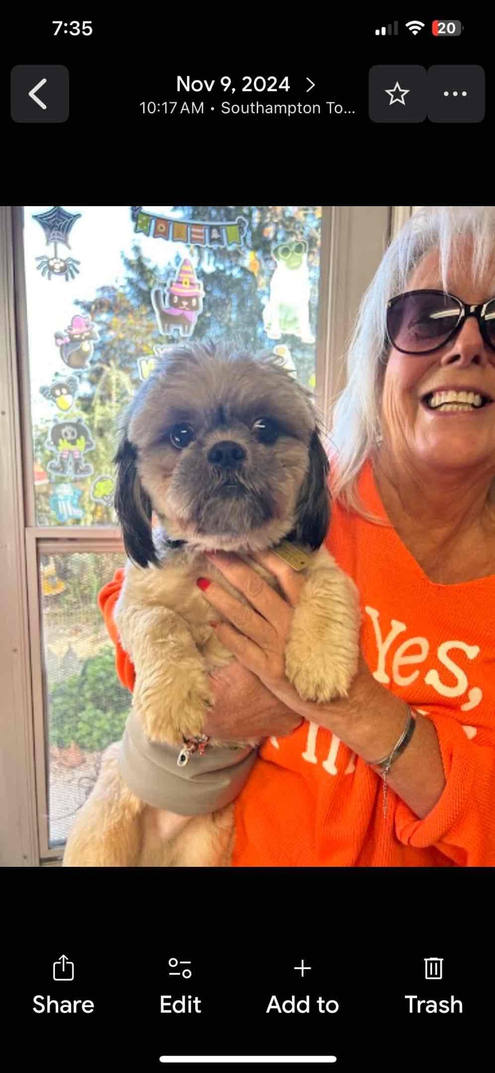 Shih Tzu Puppies breeder image 12