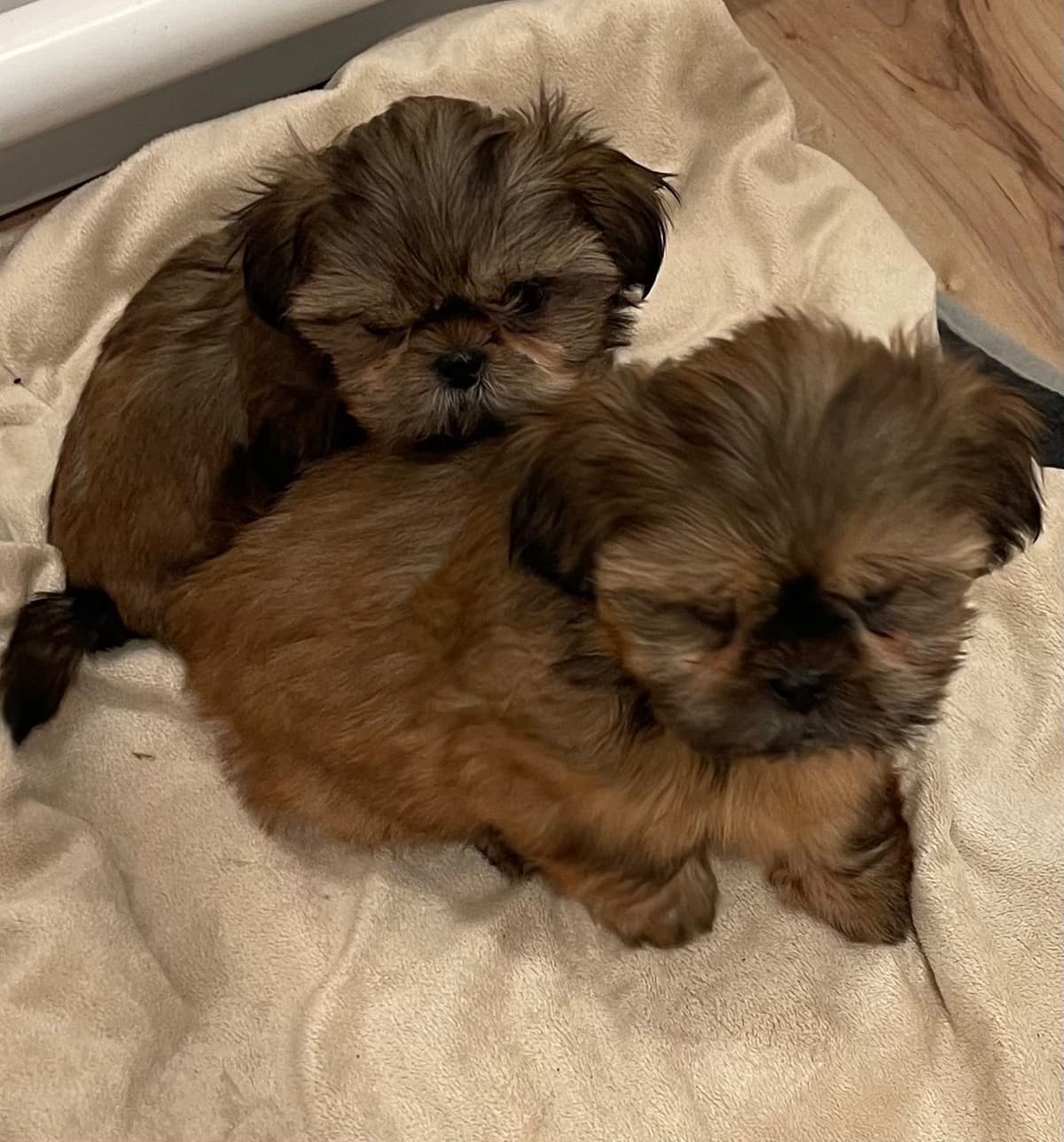 Shih Tzu Puppies breeder image 13