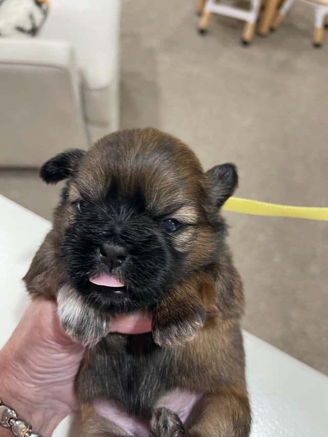 Shih Tzu Puppies media 2
