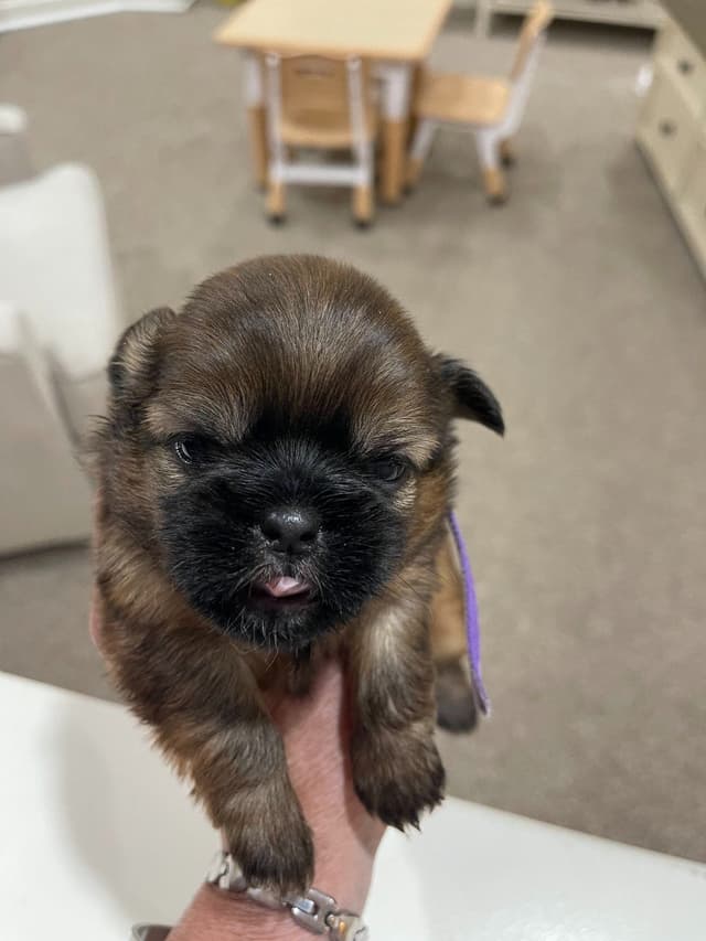 Shih Tzu Puppies media 3