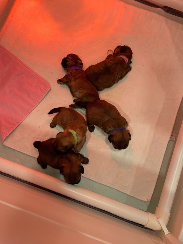 Shih Tzu Puppies media 5