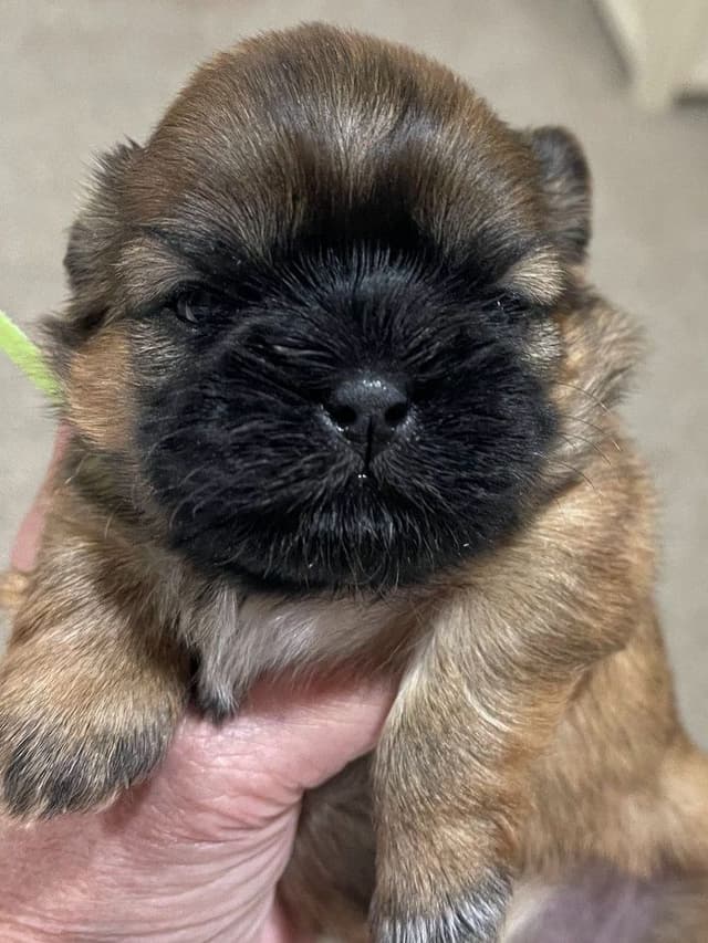 Shih Tzu Puppies media 4